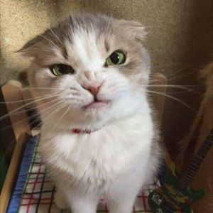 Meet your Posher, Nikki